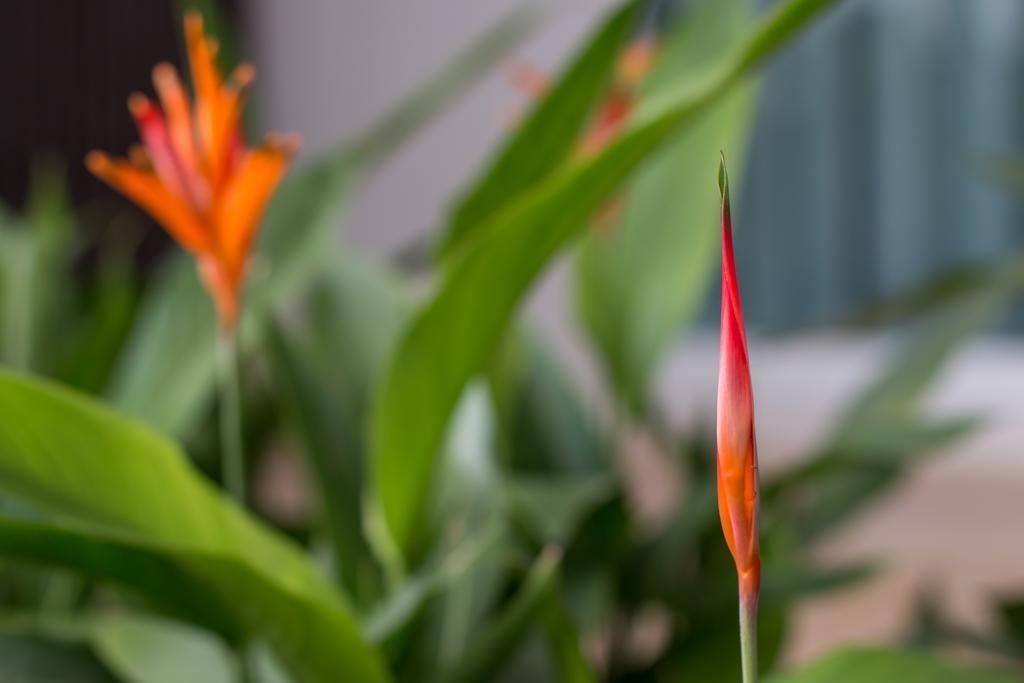 David Boutique & Spa Siem Reap Ngoại thất bức ảnh